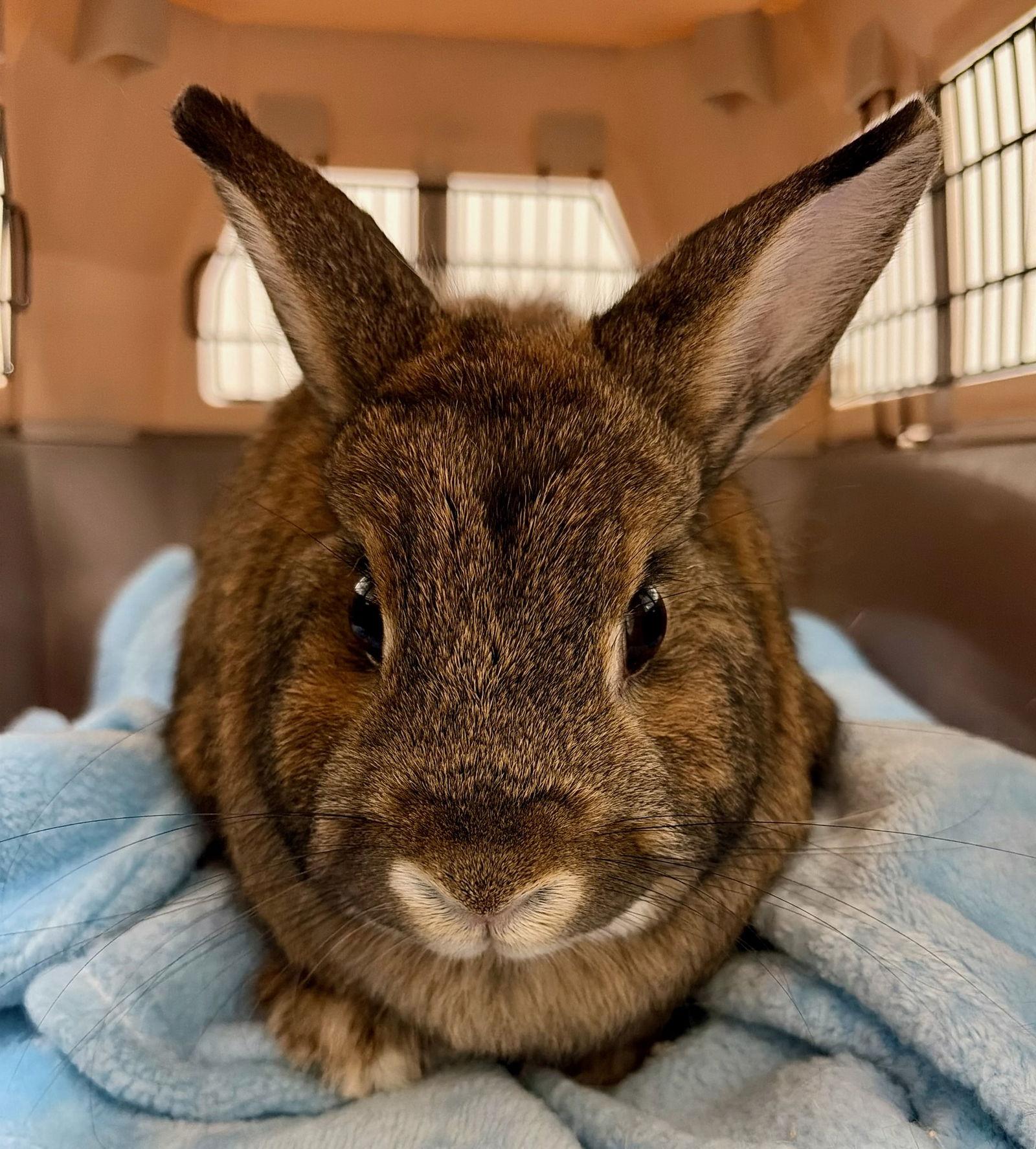 Enlarge Maple - Adoption Fee Sponsored!, a Adoptable Bunny Rabbit in Rootstown, OH image 3/3