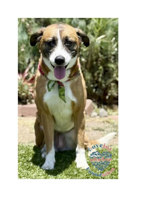 Thea a 7 year old spayed female Lab and Beagle Mix who was lovingly surrendered after her family ha