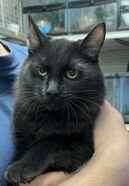 Madame Garderobe, Adopted, Kitten Female Domestic Short Hair.