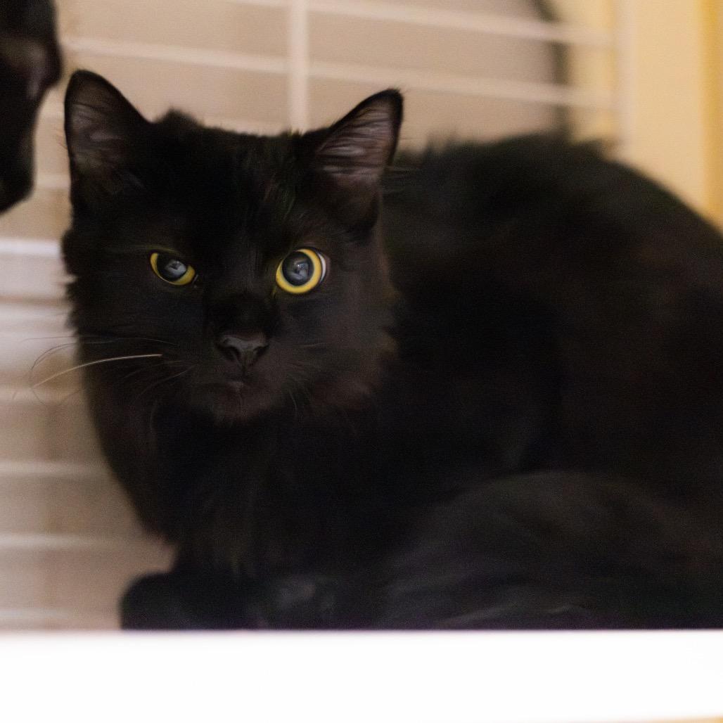 Oogie Boogie (Bonded with Jack)