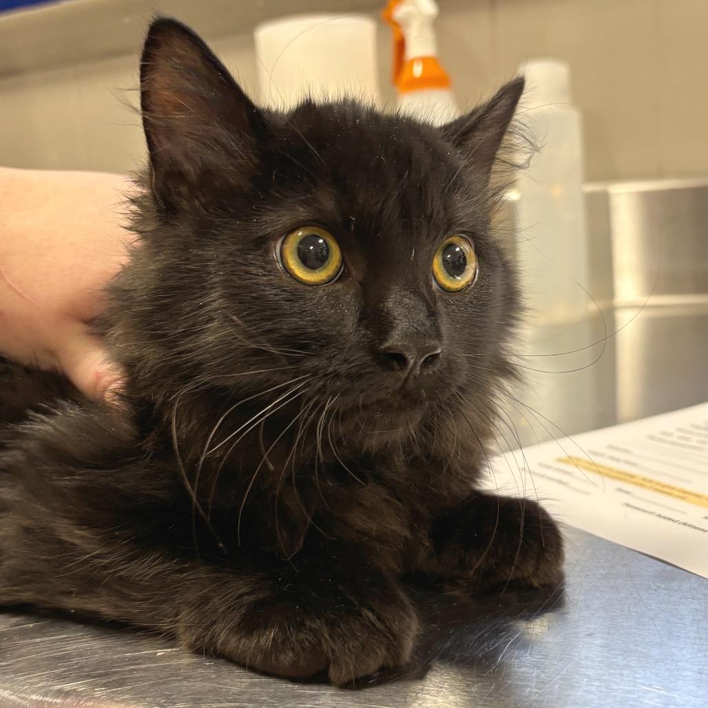 Oogie Boogie (Bonded with Jack) — thumbnail 2