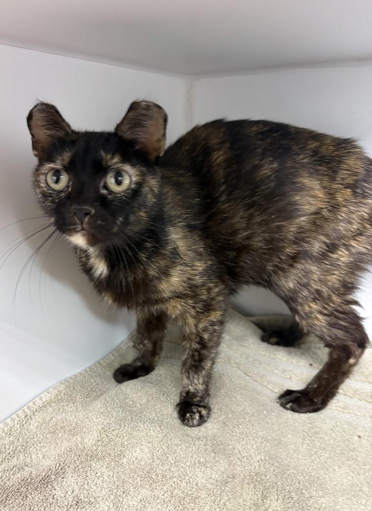 Enlarge Venus, a Adoptable Domestic Short Hair in Rochester, IN image 1/1