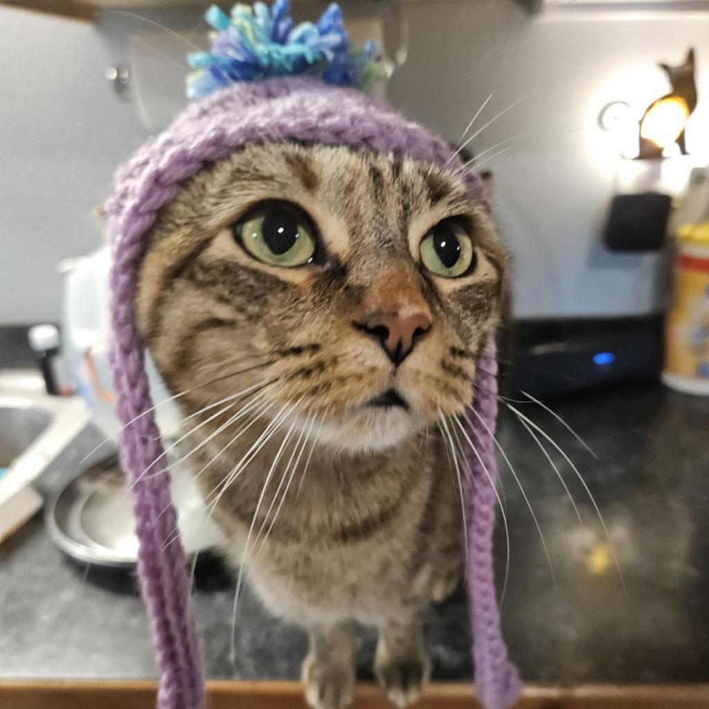 Fiji, Adoptable, Senior Female Domestic Short Hair.