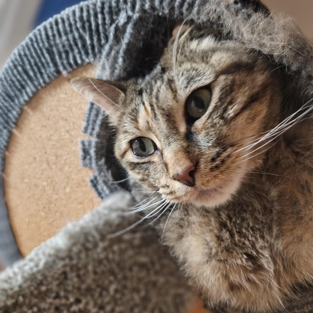 Fiji, a Adoptable Domestic Short Hair in Brighton, MO image 2/5