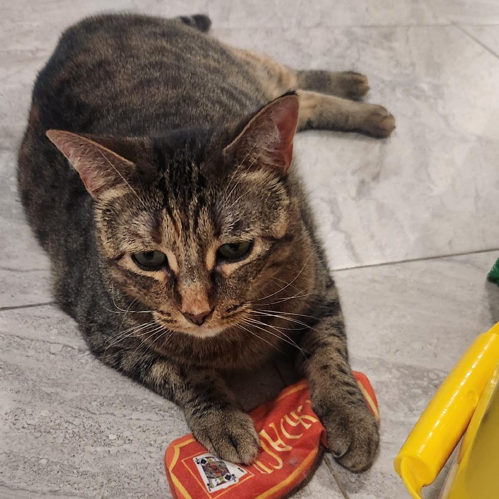 Fiji, a Adoptable Domestic Short Hair in Brighton, MO image 3/5