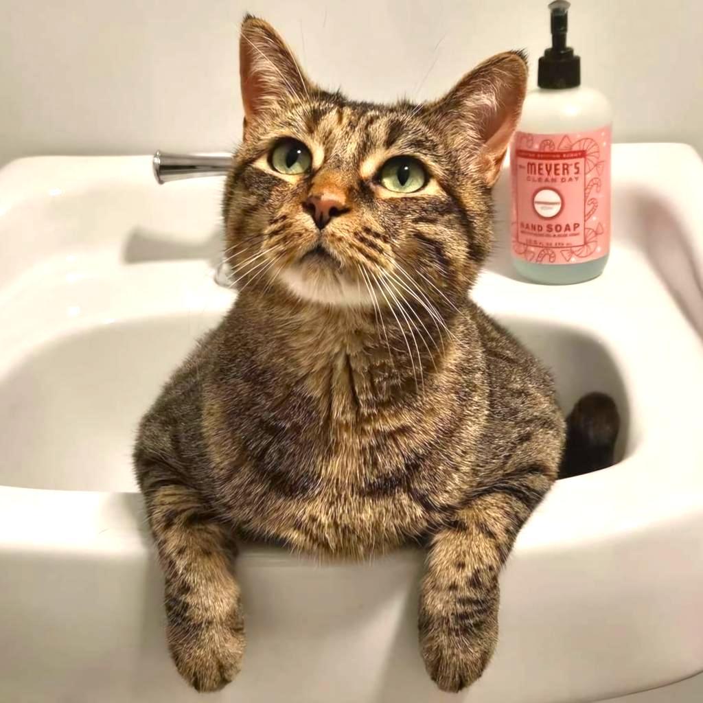 Fiji, a Adoptable Domestic Short Hair in Brighton, MO image 4/5