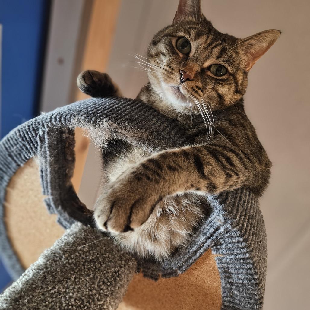 Fiji, a Adoptable Domestic Short Hair in Brighton, MO image 5/5