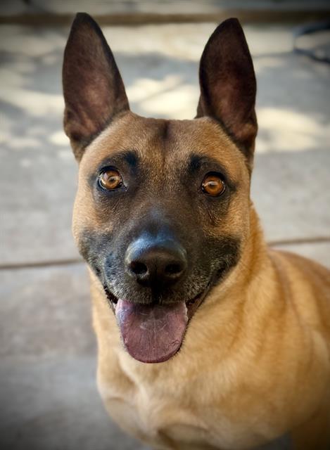 HENDRICK, Adoptable, Young Male Belgian Shepherd / Malinois & Mixed Breed.