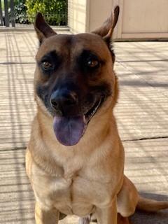 HENDRICK, Adoptable, Young Male Belgian Shepherd / Malinois & Mixed Breed.