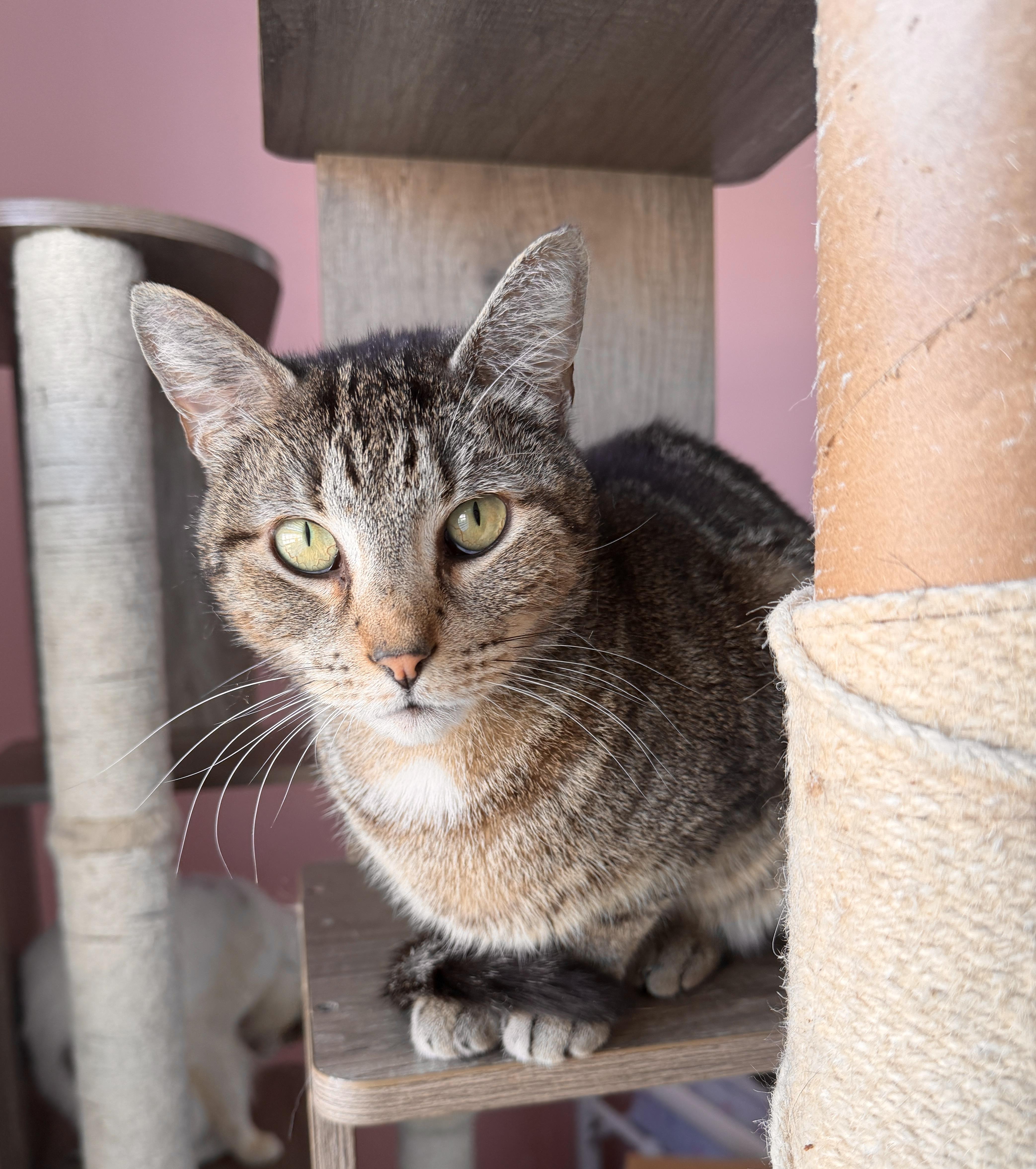 OCEAN, adoptable, Adult Male Tabby.