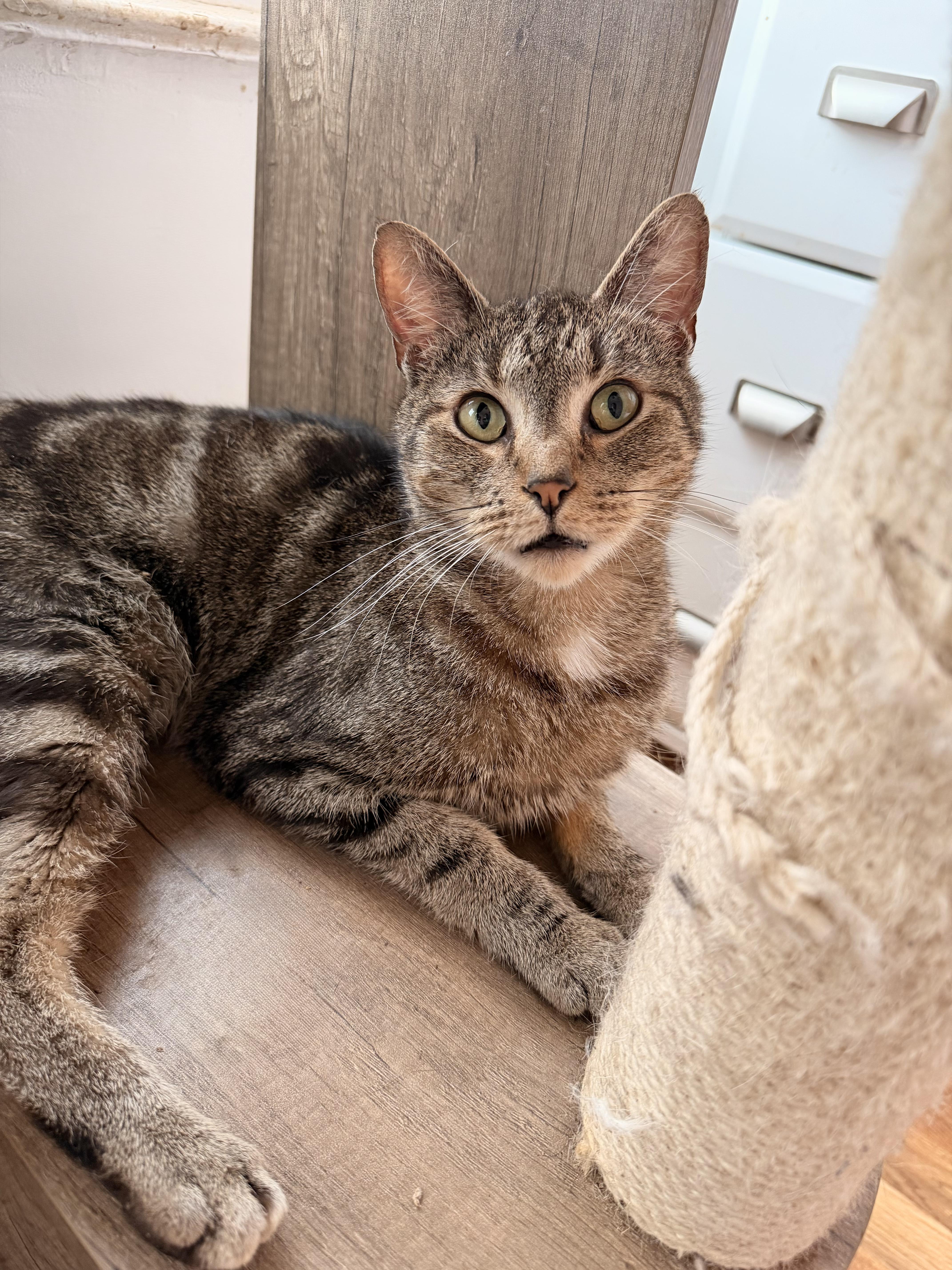 Enlarge OCEAN, a Adoptable Tabby in New York, NY image 1/1