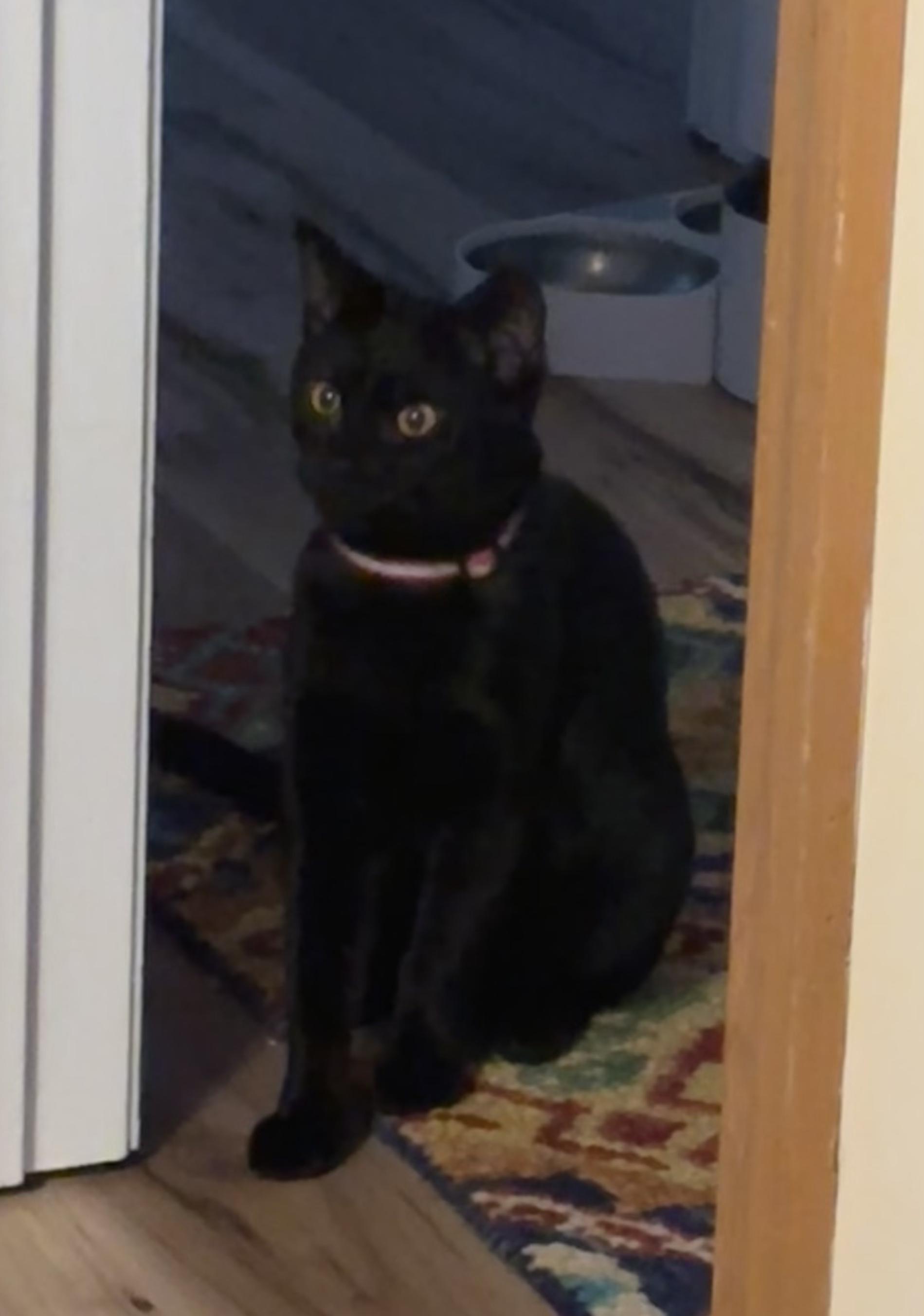 Emma, a Adoptable Domestic Short Hair in BUTLER, PA image 3/3