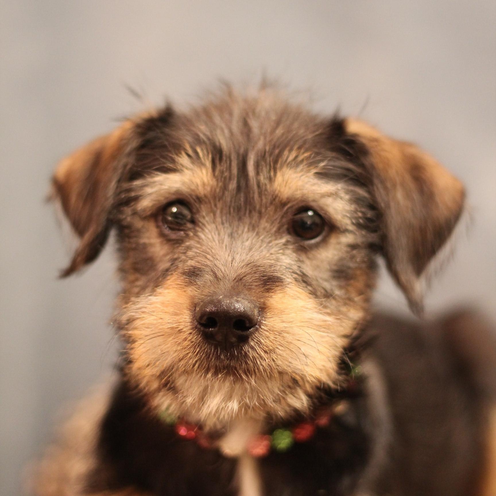 Glinda, a ADOPTABLE Terrier in Yukon, OK image 4/4