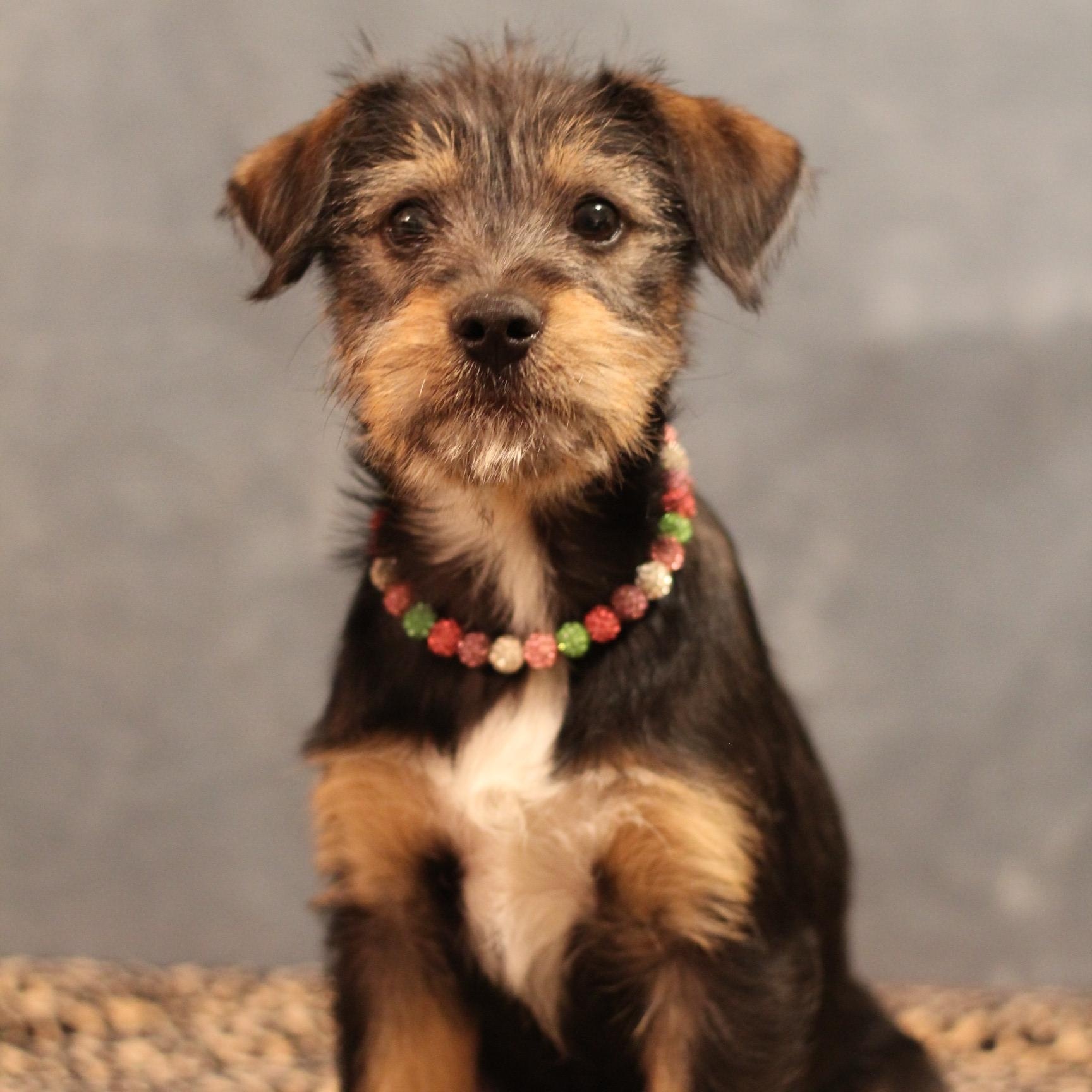 Glinda, a ADOPTABLE Terrier in Yukon, OK image 2/4