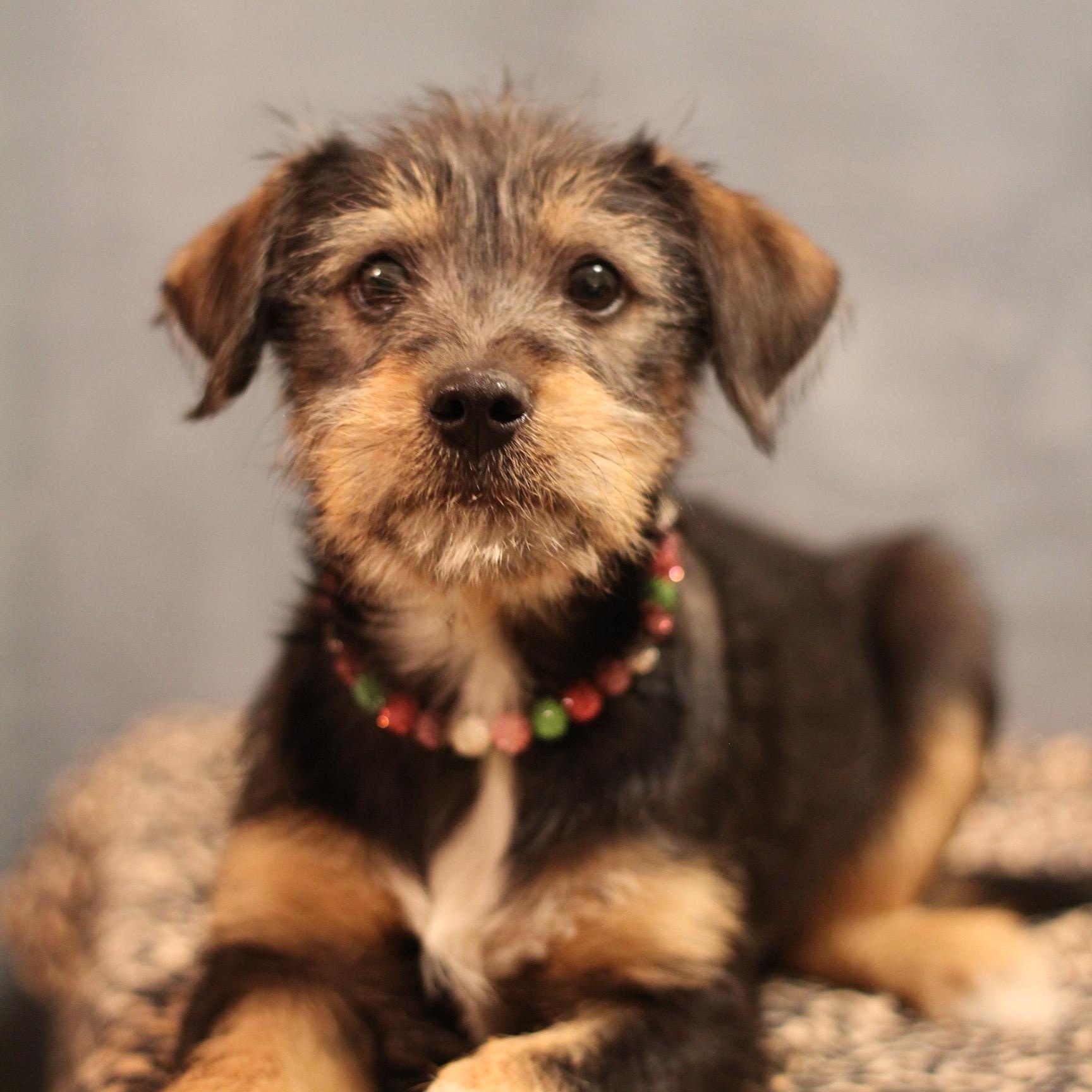 Glinda, a ADOPTABLE Terrier in Yukon, OK image 3/4