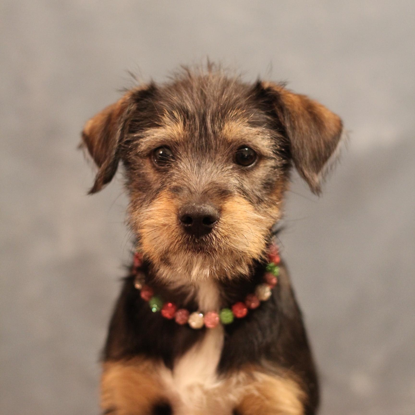 Glinda, ADOPTABLE, Puppy Female Terrier.