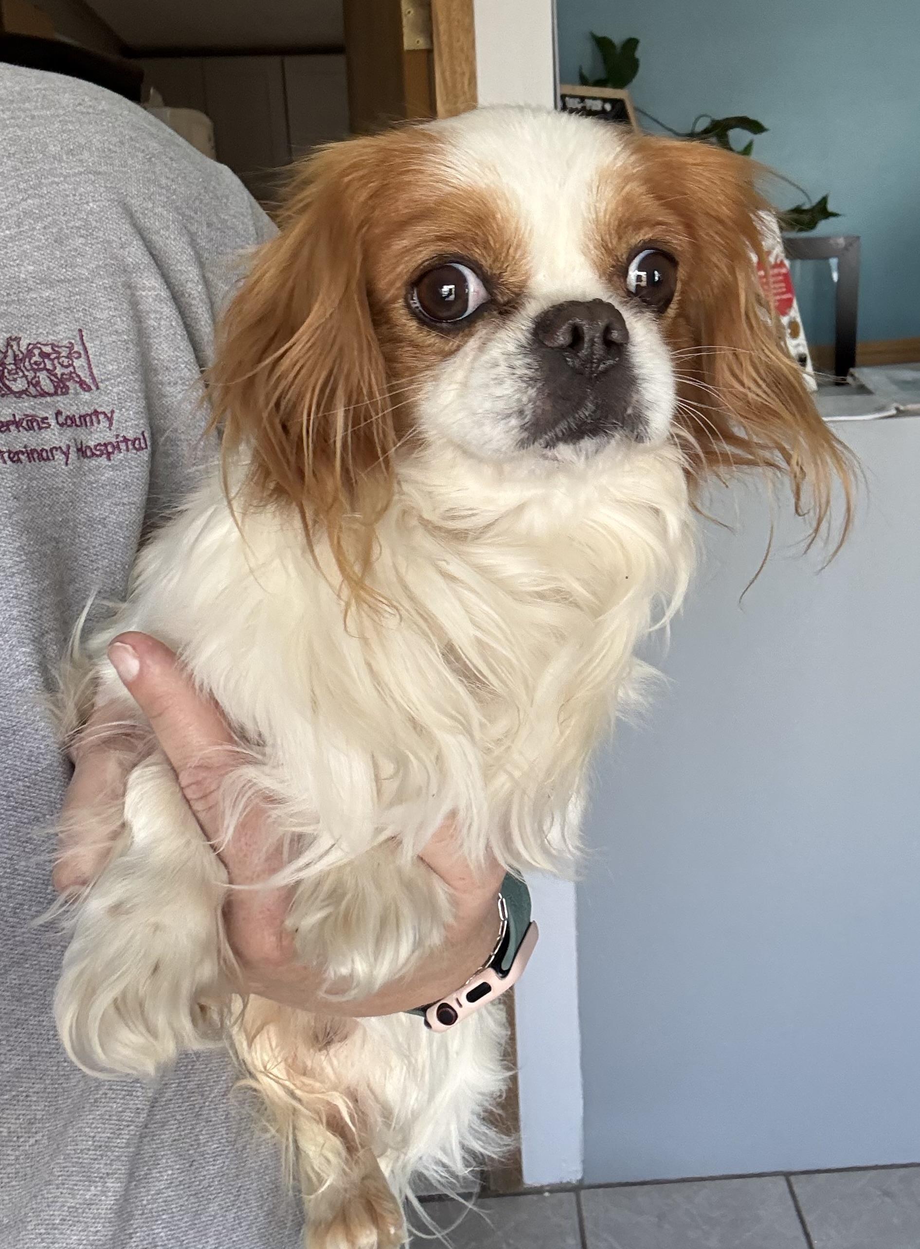 Enlarge We Willy Winkum, an adopted mixed breed in Grant, NE image 3/6