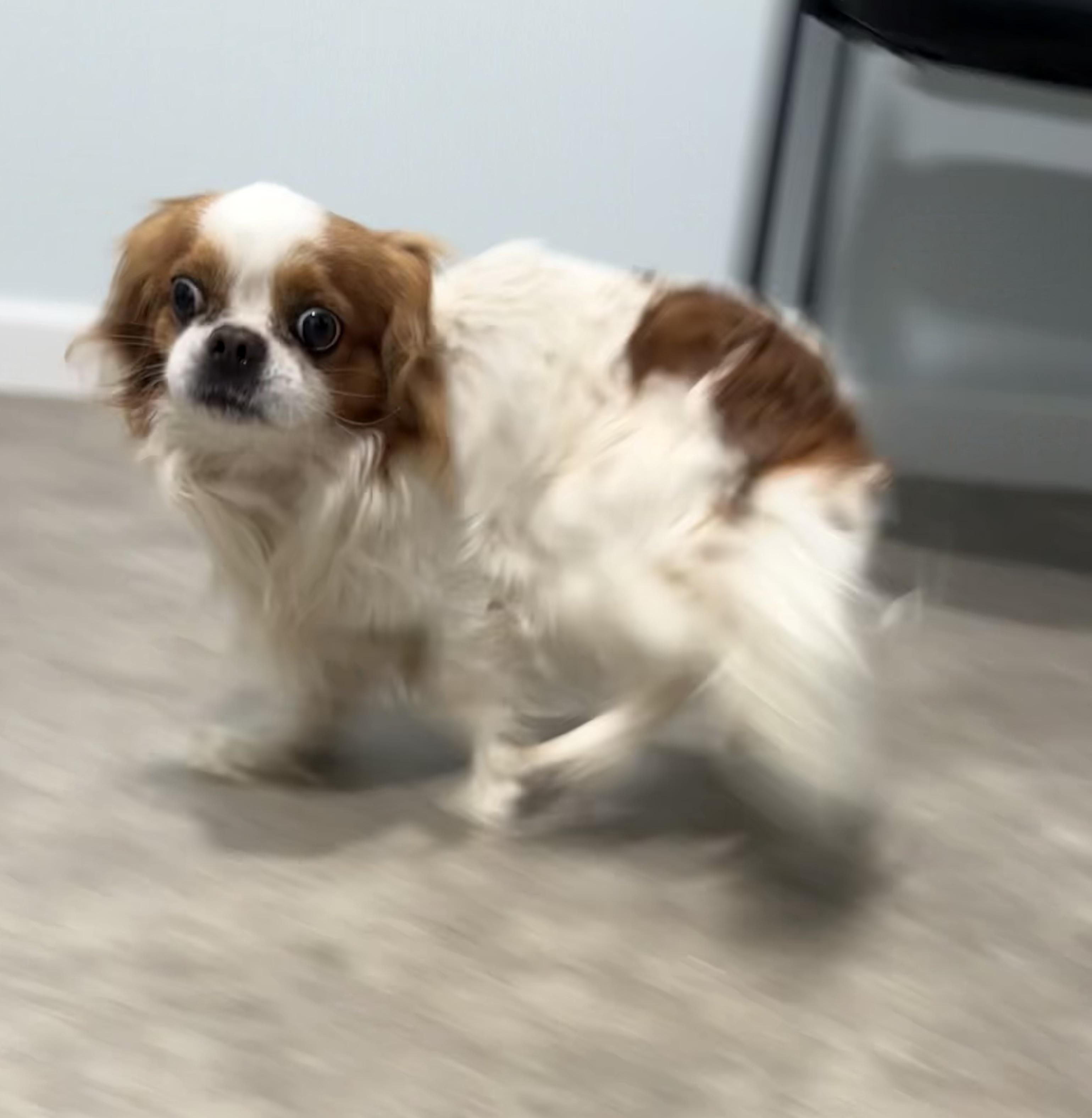 Enlarge We Willy Winkum, an adopted mixed breed in Grant, NE image 5/6