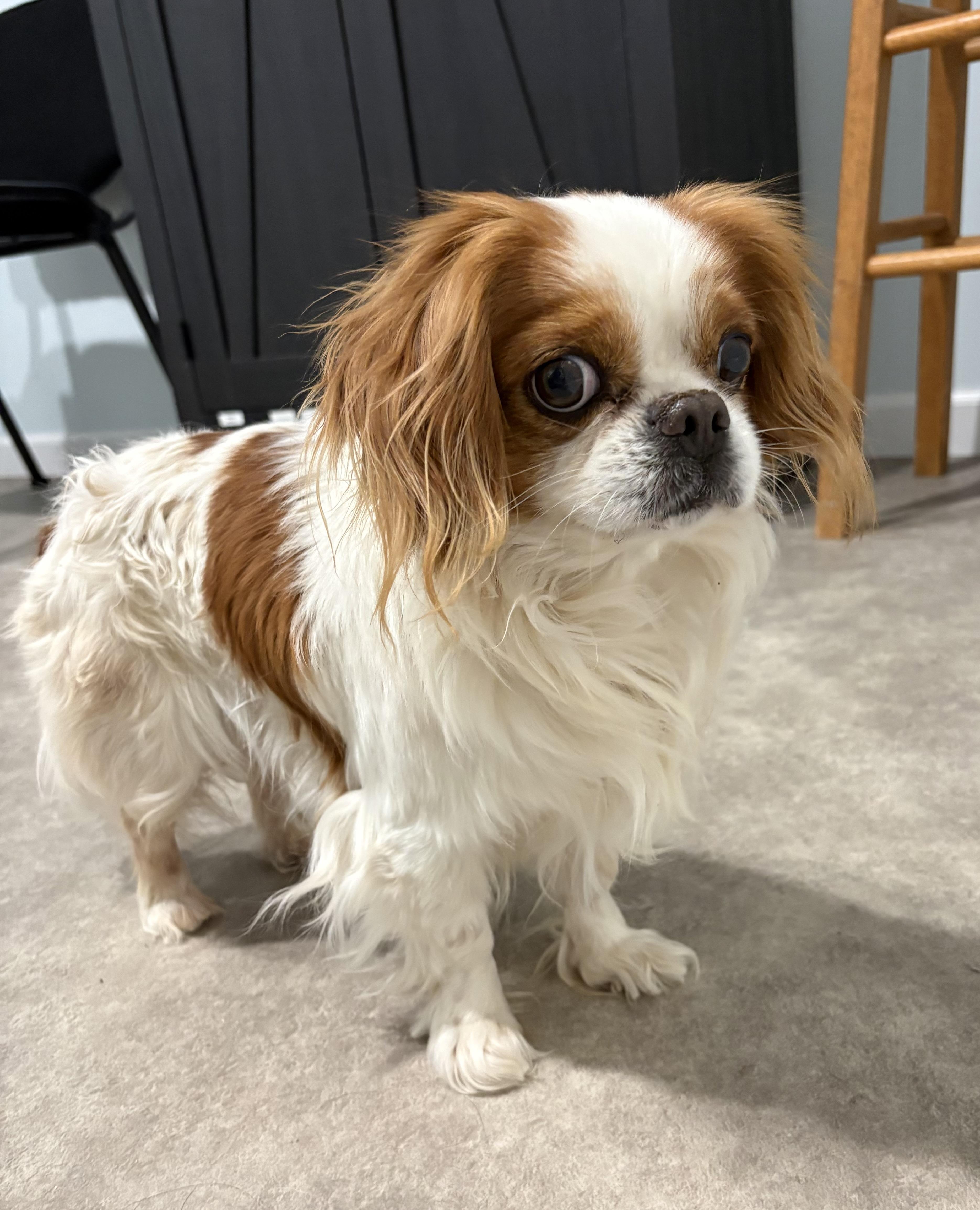 Enlarge We Willy Winkum, an adopted mixed breed in Grant, NE image 2/6