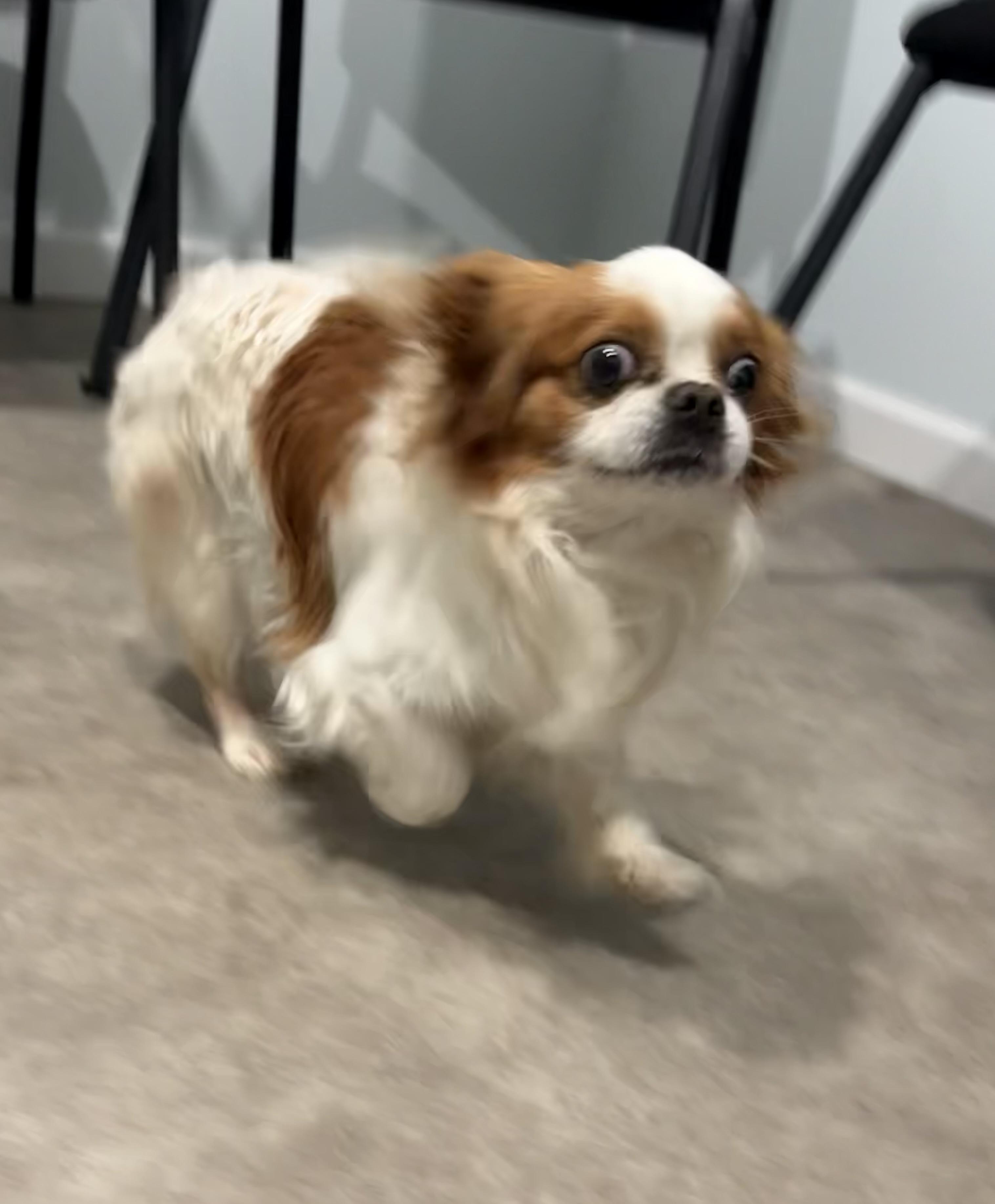 Enlarge We Willy Winkum, an adopted mixed breed in Grant, NE image 6/6