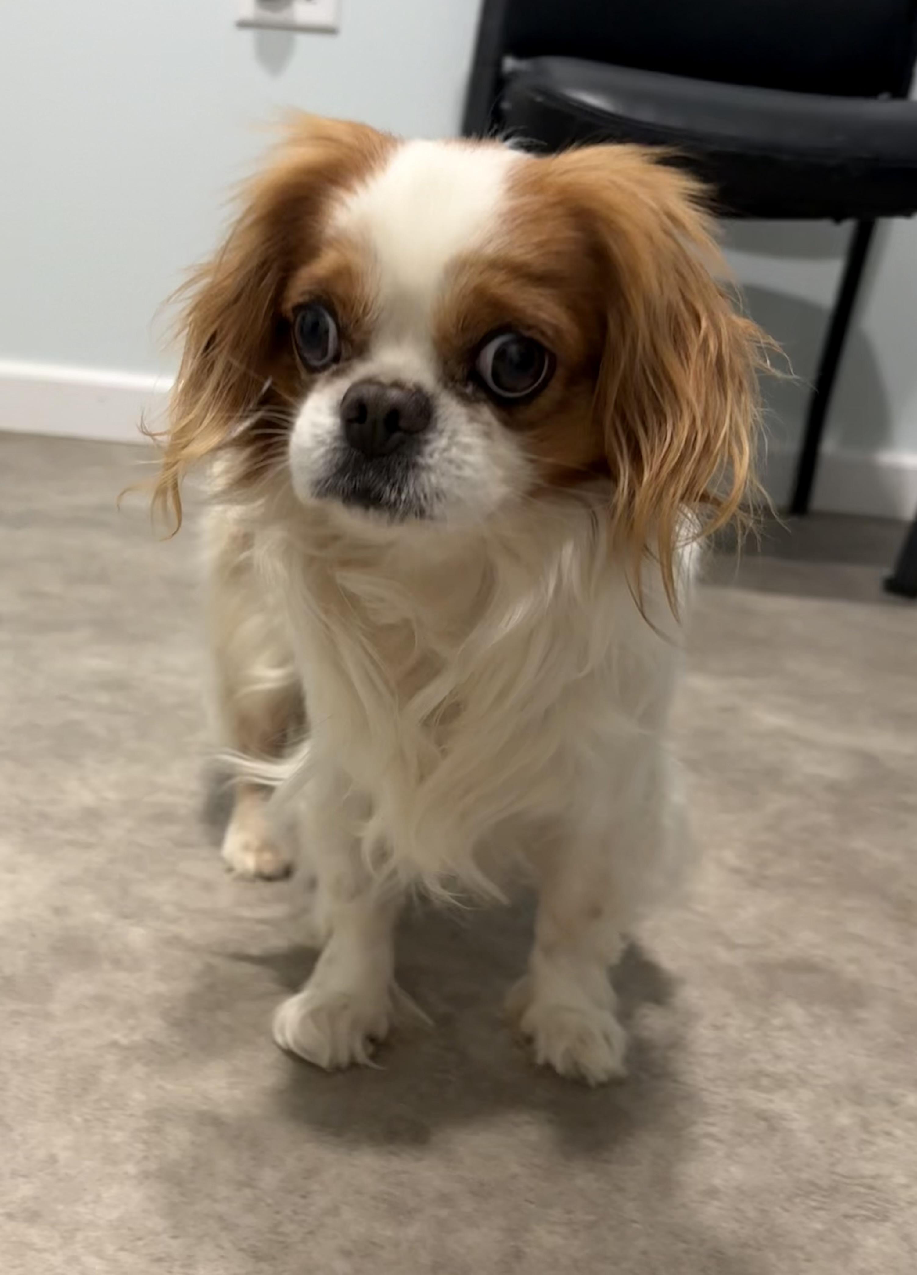 We Willy Winkum, adopted, Adult Male Cavalier King Charles Spaniel.