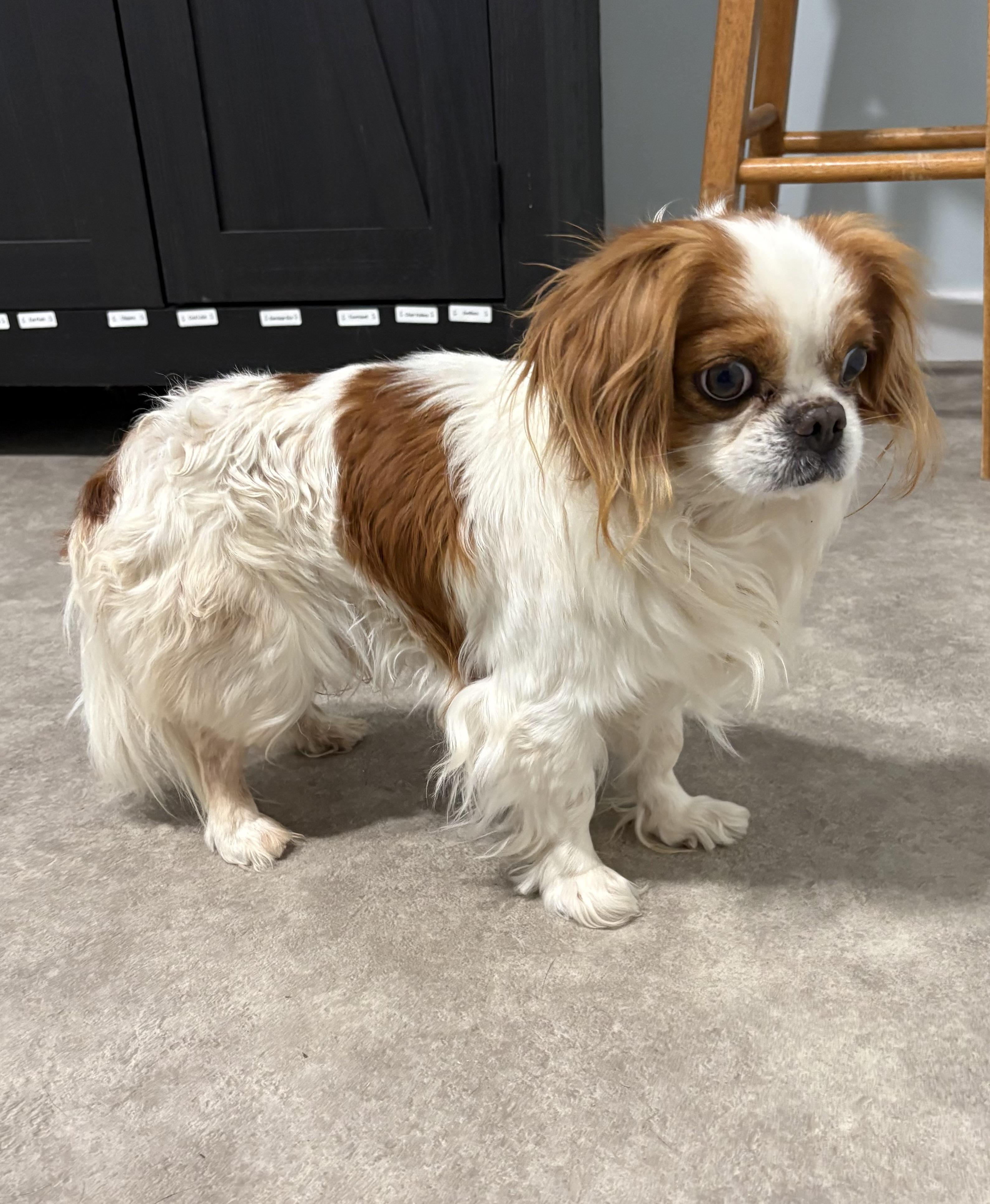 Enlarge We Willy Winkum, an adopted mixed breed in Grant, NE image 4/6