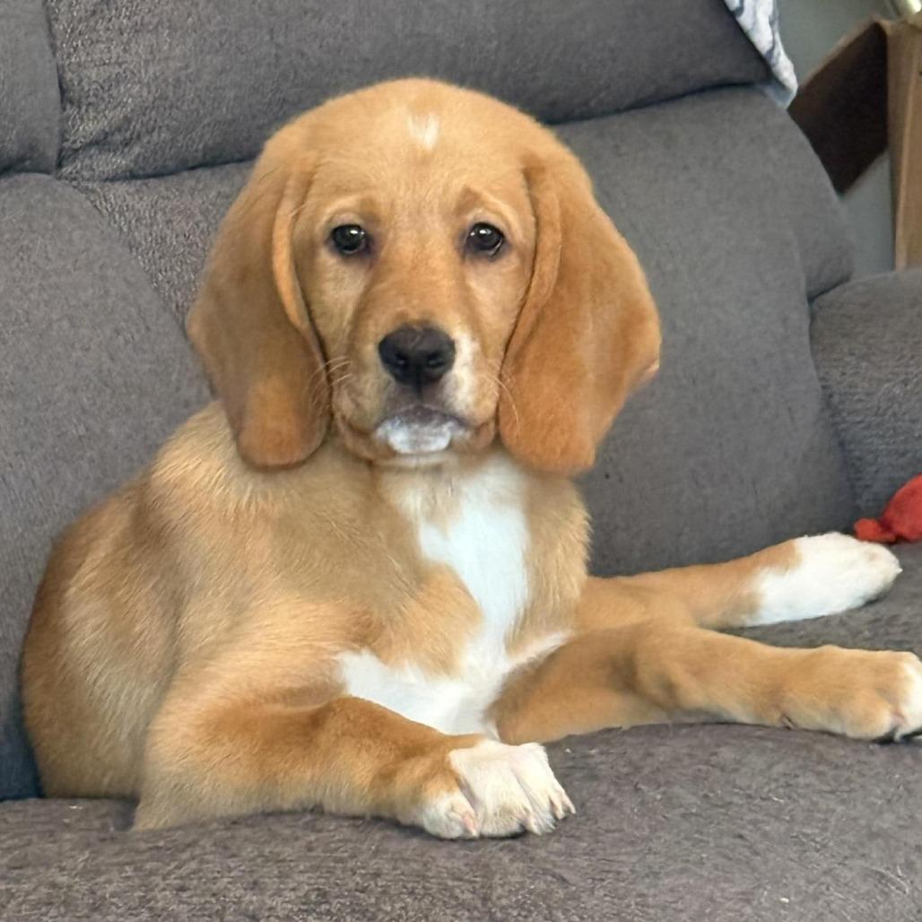 Bumpus, adopted, Puppy Male Yellow Labrador Retriever & Basset Hound.