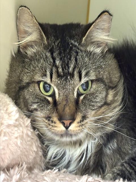 Enlarge MUSHROOM, a Adoptable Domestic Long Hair in Dedham, MA image 1/1