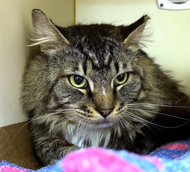 MUSHROOM, Adoptable, Adult Male Domestic Long Hair.