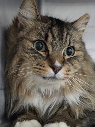 Eliza, adopted, Senior Female Domestic Long Hair.