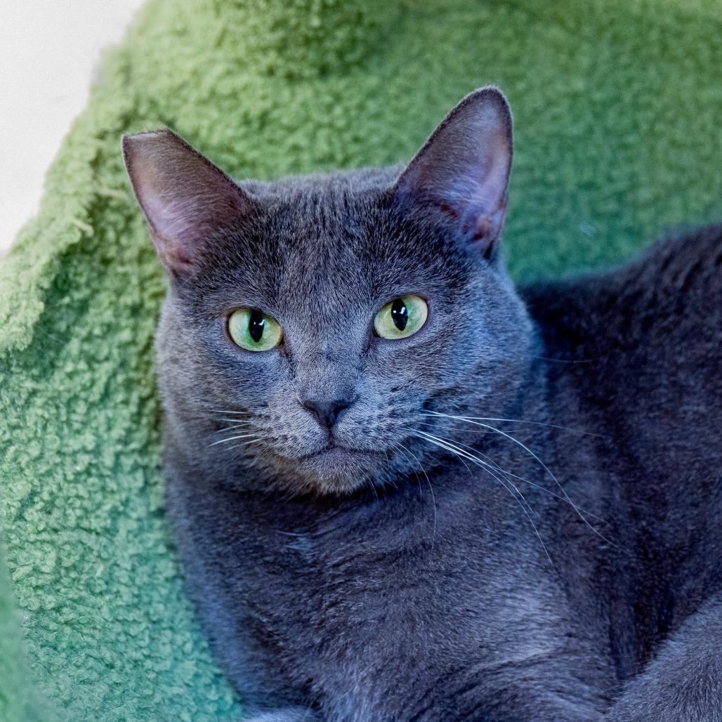 Spot, Adoptable, Adult Female Domestic Short Hair.