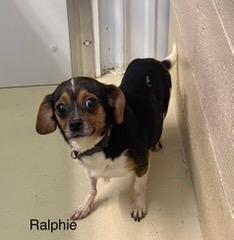 Ralphie, ADOPTABLE, Adult Male Chihuahua.
