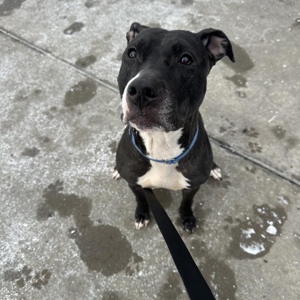 Ygritte, Adoptable, Adult Female Mixed Breed.