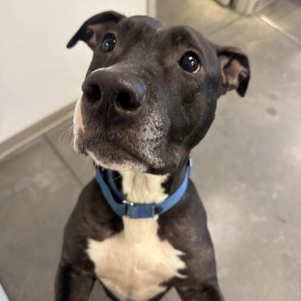 Enlarge Ygritte, a Adoptable Mixed Breed in Pittsburgh, PA image 2/5