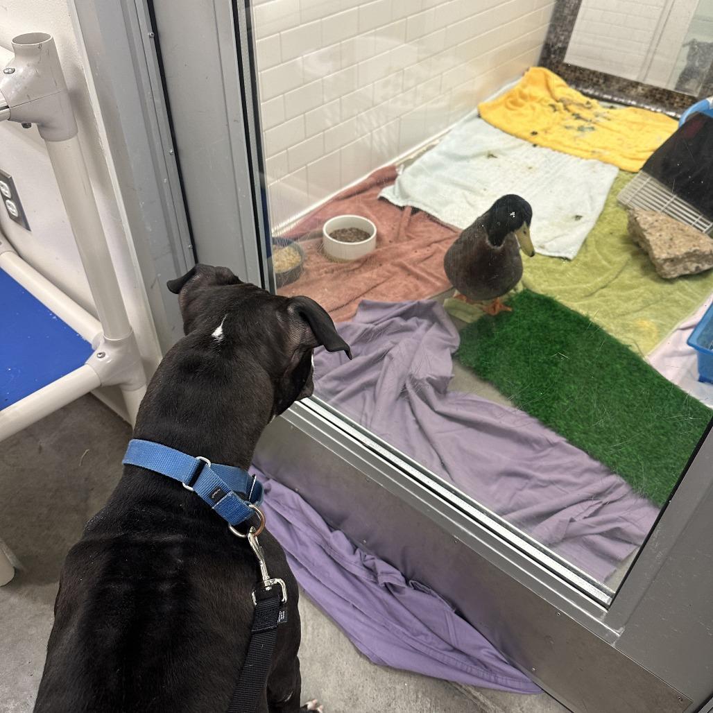 Enlarge Ygritte, a Adoptable Mixed Breed in Pittsburgh, PA image 3/5