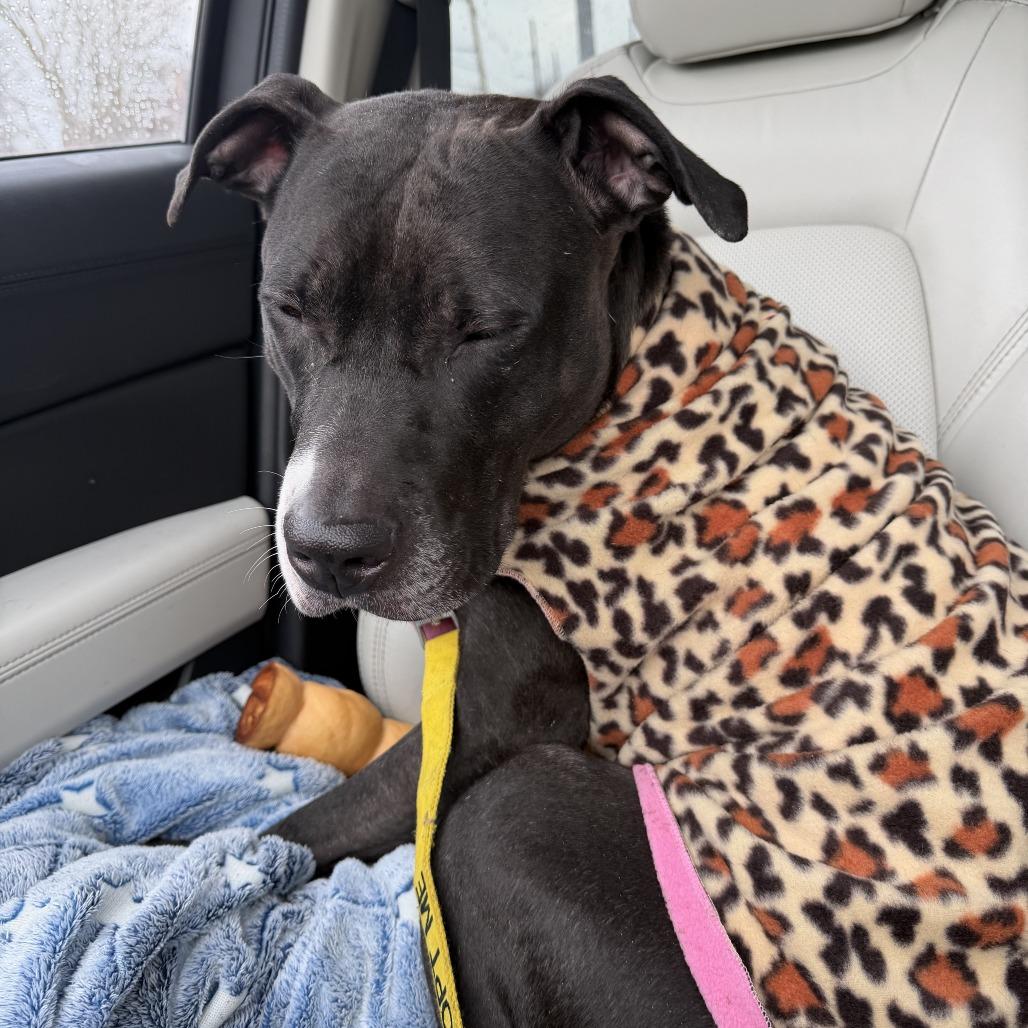 Ygritte, a Adoptable Mixed Breed in Pittsburgh, PA image 2/6