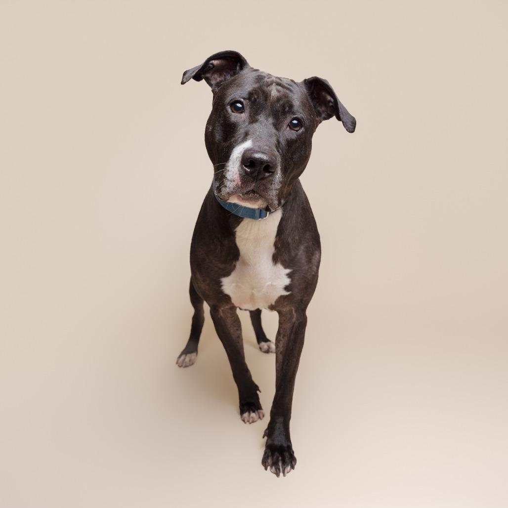 Ygritte, a Adoptable Mixed Breed in Pittsburgh, PA image 3/6