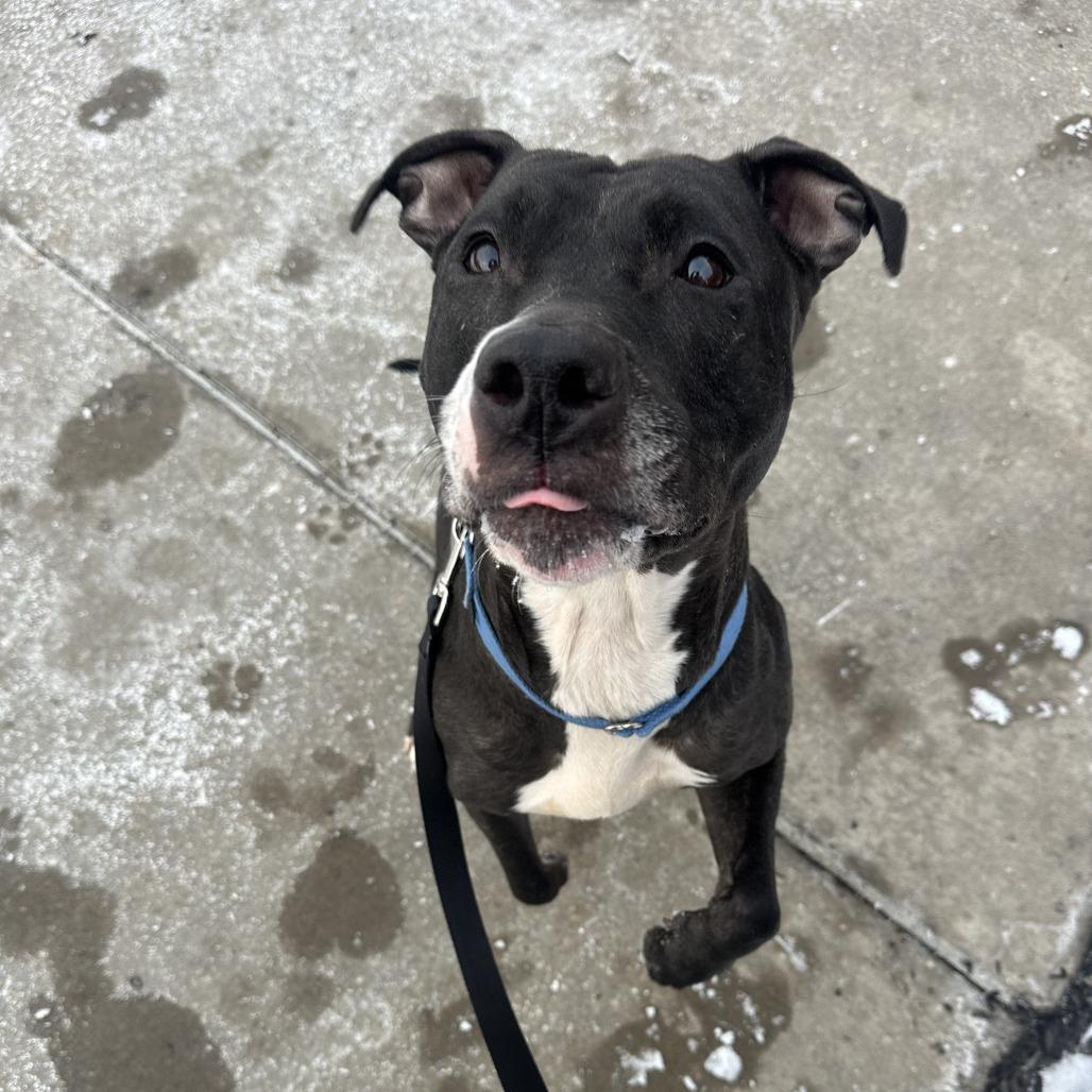 Enlarge Ygritte, a Adoptable Mixed Breed in Pittsburgh, PA image 4/5