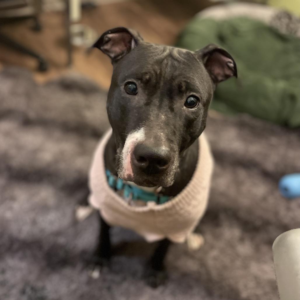 Enlarge Ygritte, a Adoptable Mixed Breed in Pittsburgh, PA image 5/5