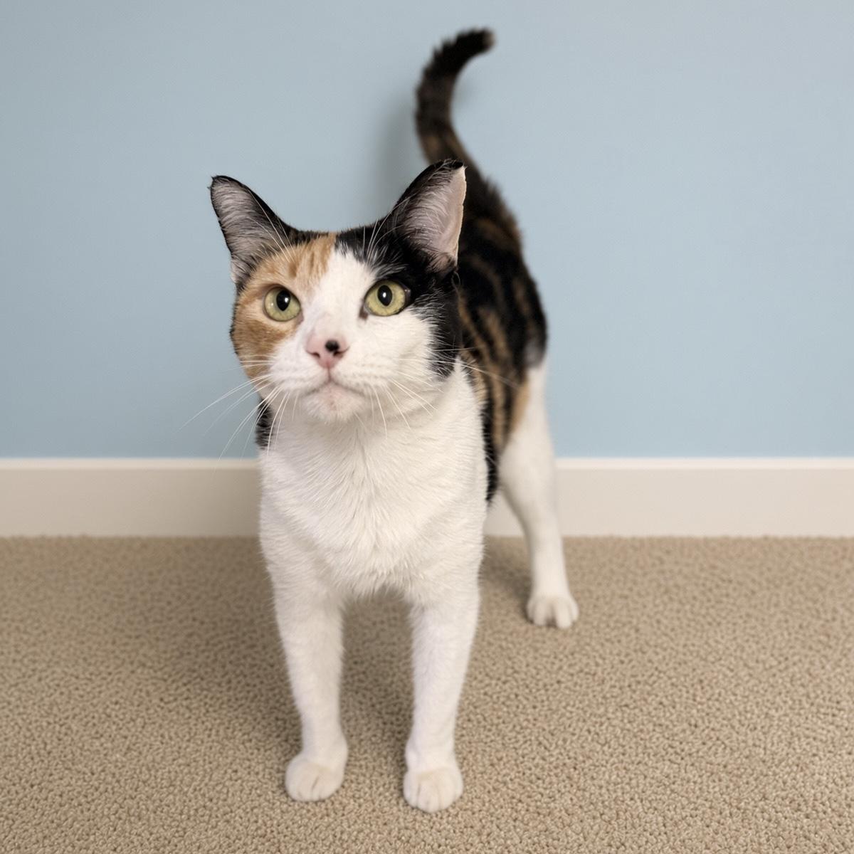 Enlarge Dixie, a Adoptable mixed breed in Pilot Point, TX image 2/2