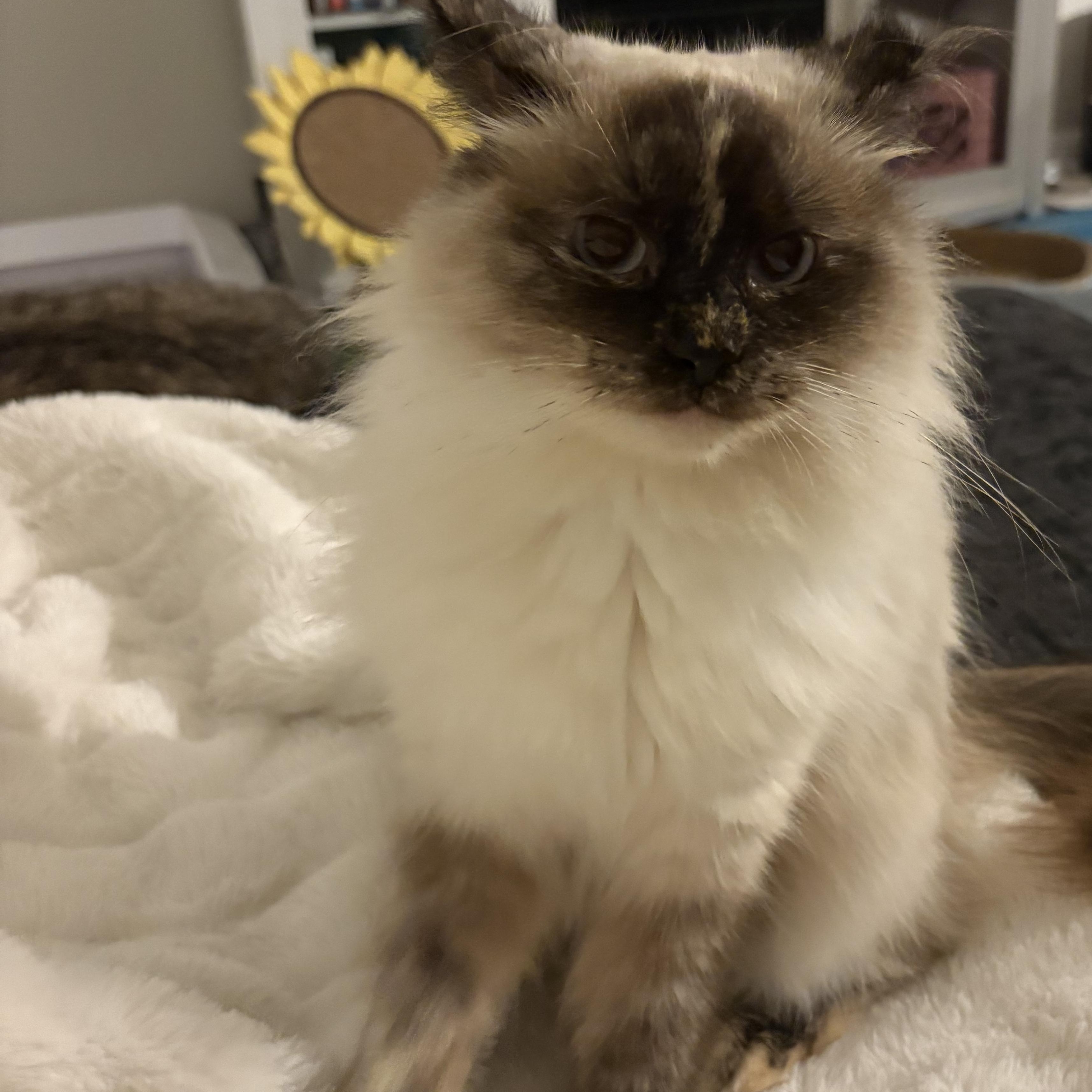 Enlarge Elysian, a Adoptable Domestic Long Hair in Alexandria, VA image 6/6