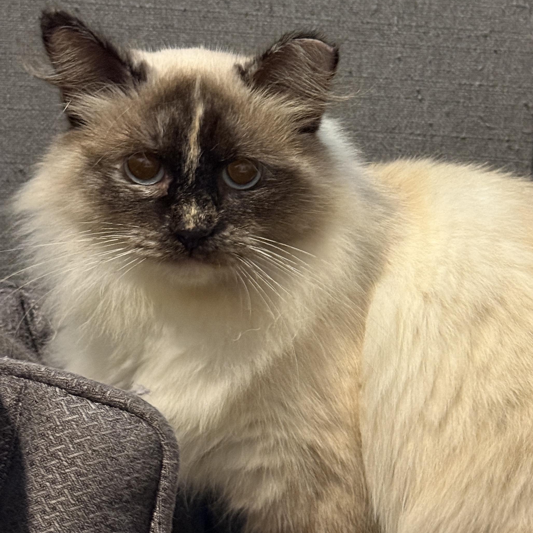 Enlarge Elysian, a Adoptable Domestic Long Hair in Alexandria, VA image 5/6
