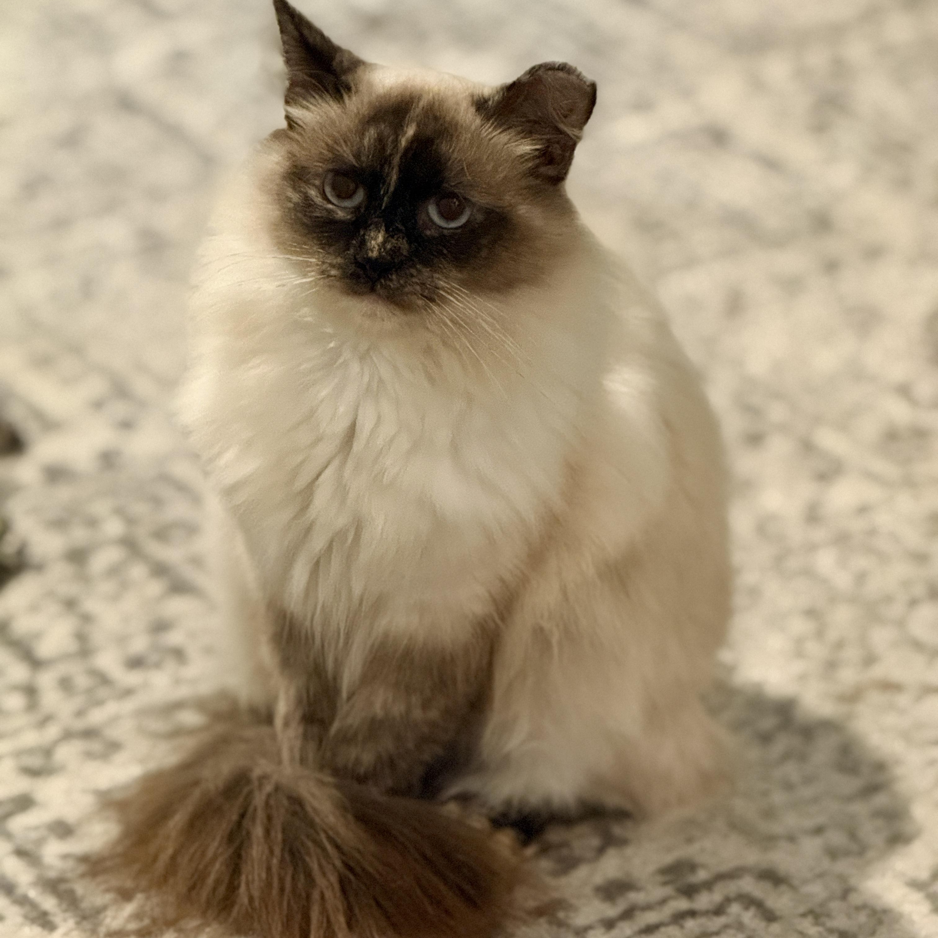 Enlarge Elysian, a Adoptable Domestic Long Hair in Alexandria, VA image 4/6