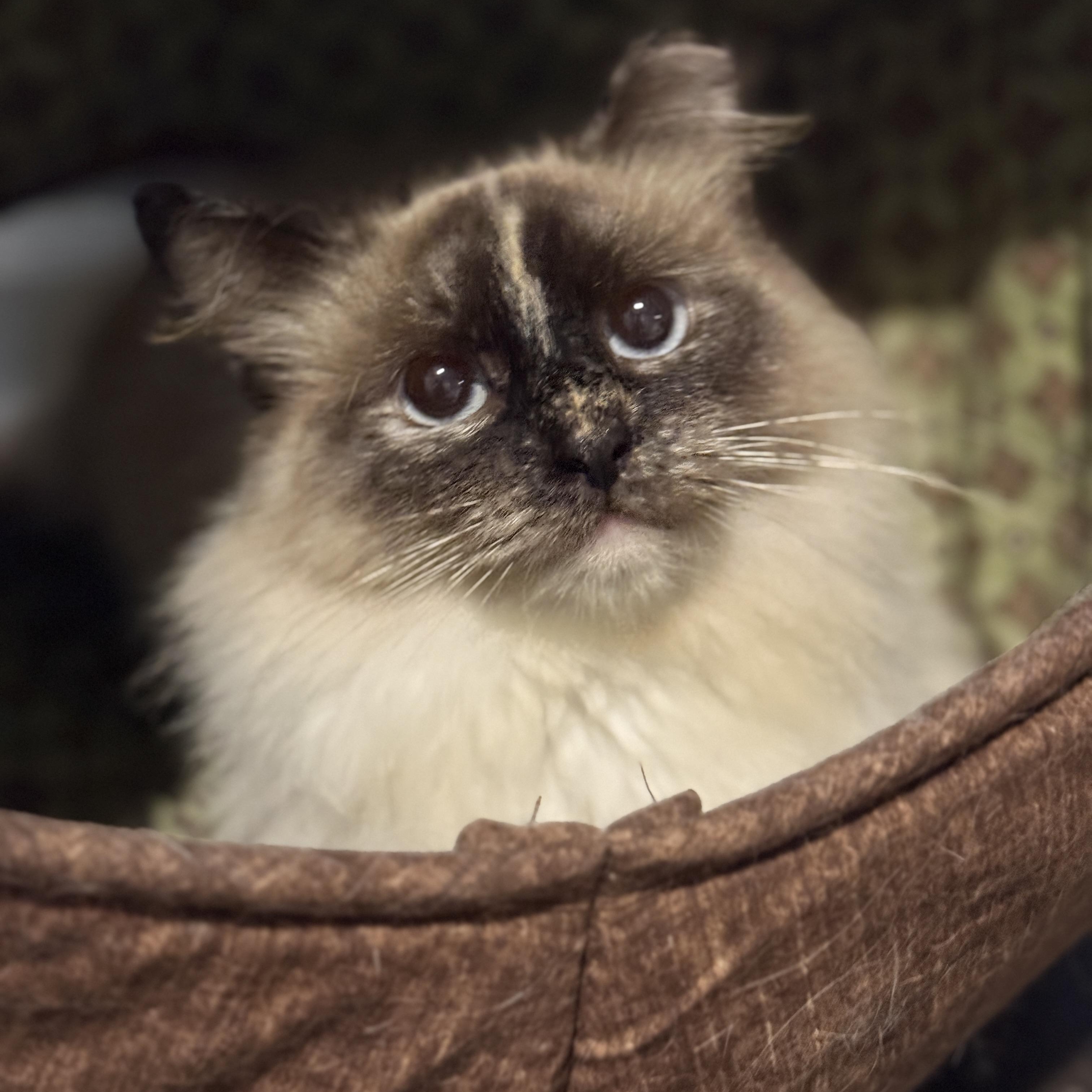 Enlarge Elysian, a Adoptable Domestic Long Hair in Alexandria, VA image 2/6