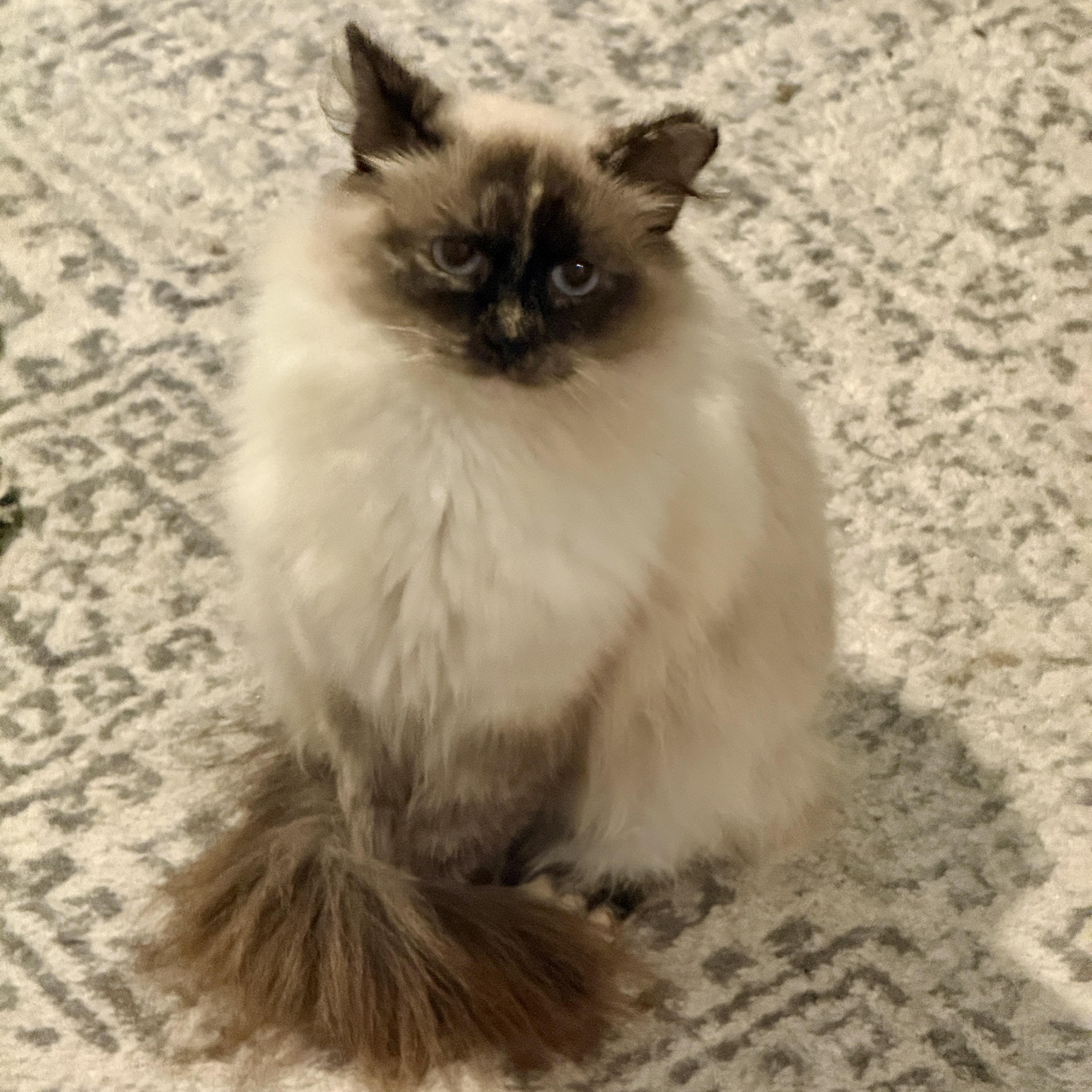 Elysian, Adoptable, Young Female Domestic Long Hair.