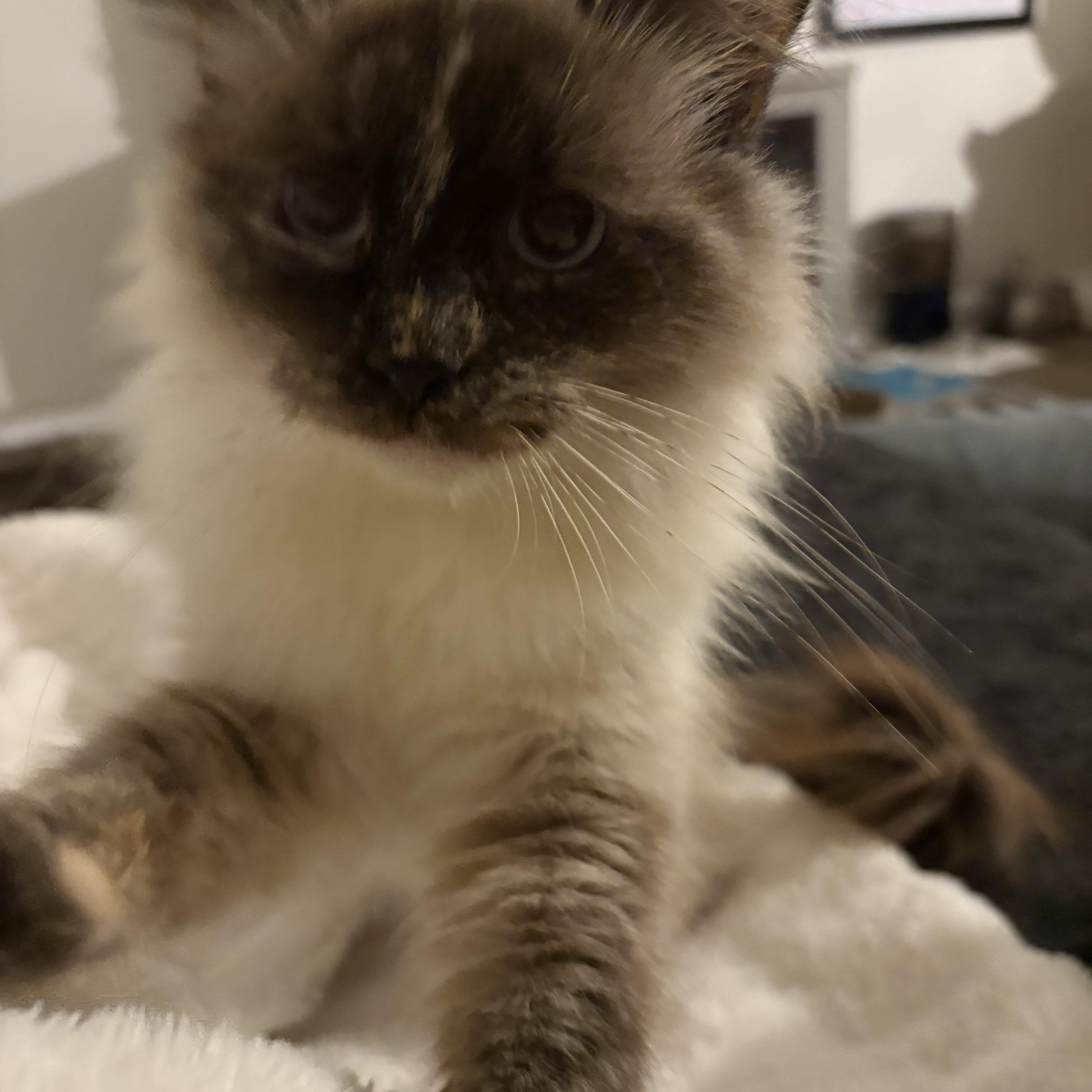 Enlarge Elysian, a Adoptable Domestic Long Hair in Alexandria, VA image 3/6