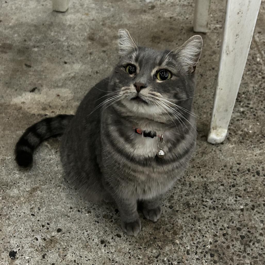 Gracie, Adoptable, Adult Female Domestic Short Hair.