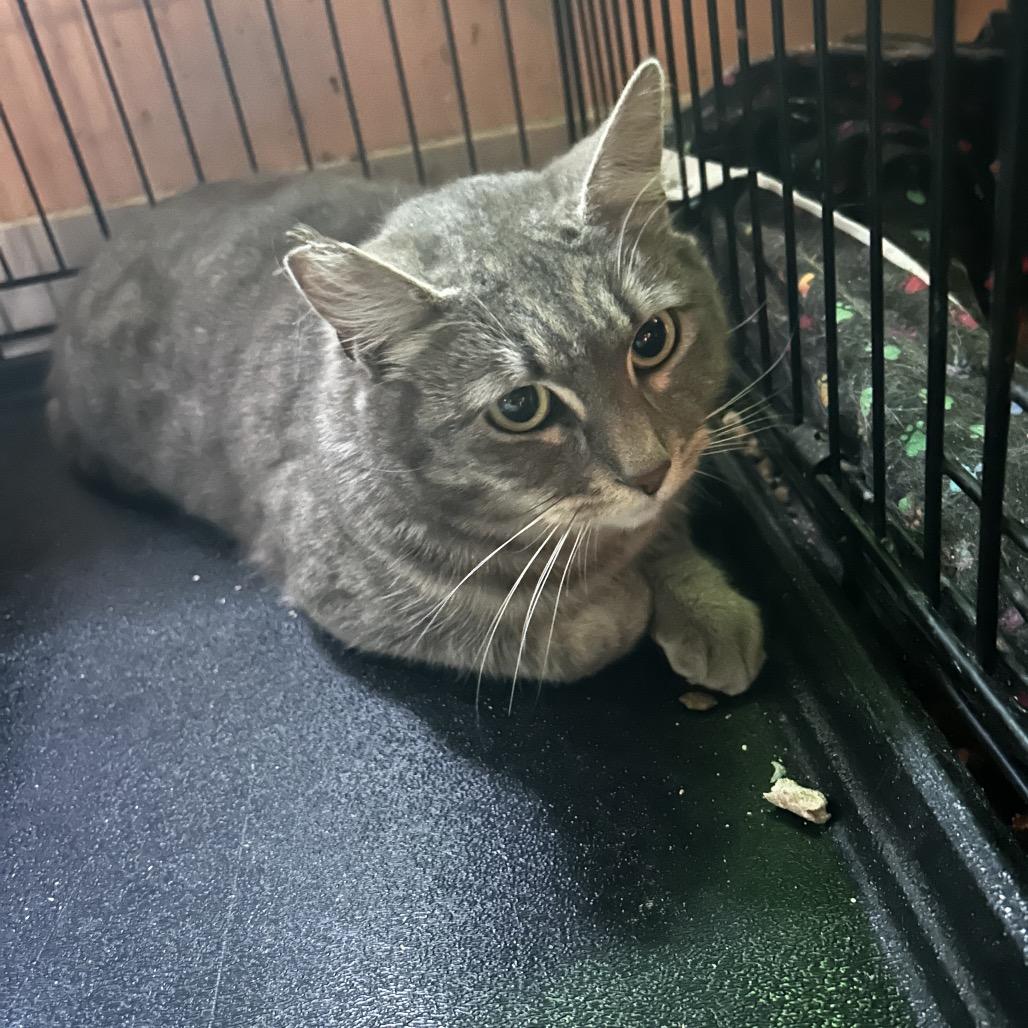 Enlarge Gracie, a Adoptable Domestic Short Hair in Veneta, OR image 1/1