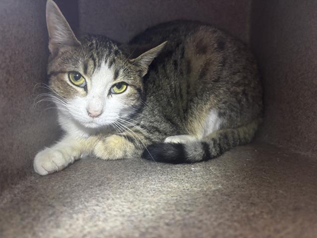 Enlarge ABBY IN THE BARN, a Adoptable Domestic Short Hair in Pueblo, CO image 1/1