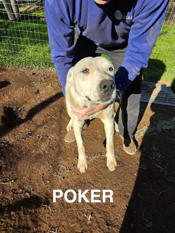 Enlarge Poker 0124, a Adoptable mixed breed in Sonora, CA image 2/6